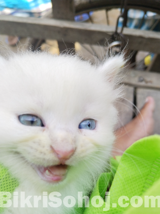 Persian cat male and female